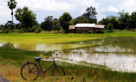 Paddy field in Laos