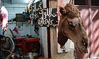 Camel meat in Fes, Morocco