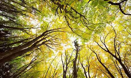 Autumn trees at Yat Rock, UK
