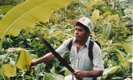 Toledo Cacao Growers Association's Justino Peck