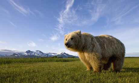 Grizzly Bear in Katmai National Park, Alaska, USA