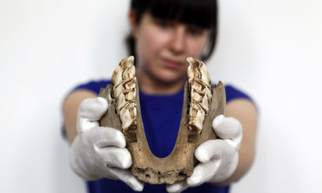 A rhinoceros's lower jaw shown of at Cresswell Crags Visitor Centre