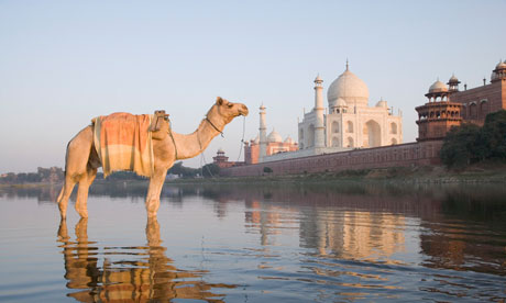 Camel in the river, Taj Mahal, Agra, India