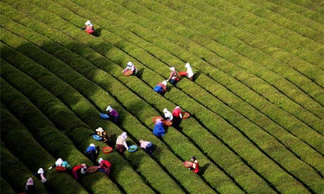 Green tea farmers, Korea
