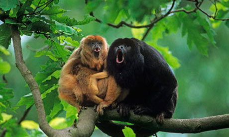 Howler Monkey photo gallery, Howler Monkey s pictures, Howler Monkey photo gallery, Howler Monkey photos, Black Howler Monkey pictures