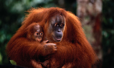 Orangutan and baby in Borneo, South East Asia