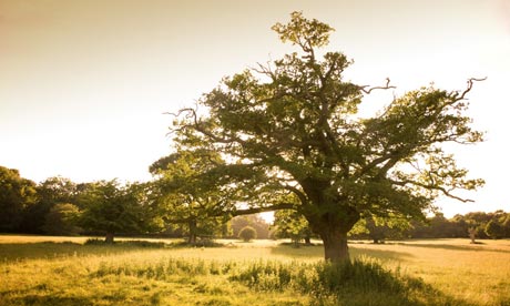 Hatfield Forest, Essex