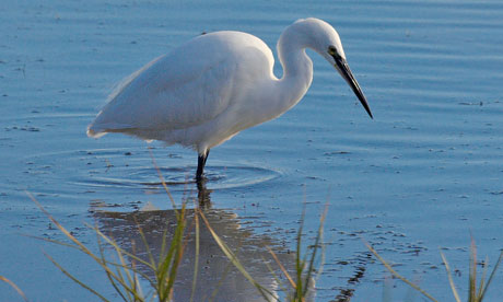 Egret at Lawrenny, Wales