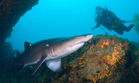 diving with a ragged-tooth shark.
