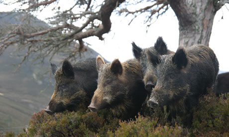 Wild Scottish Animals