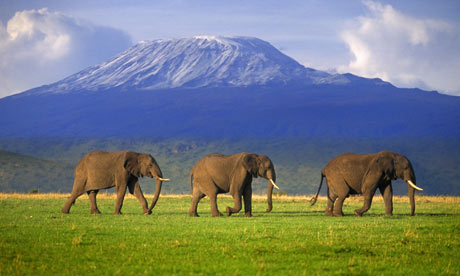 kenya animals elephants. Elephants in Amboseli National