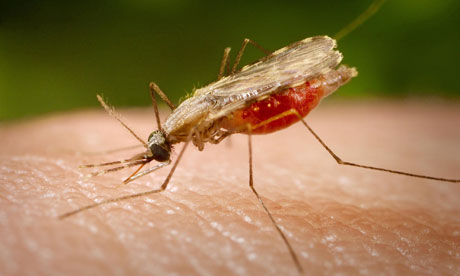 Female mosquito