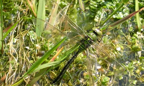 Dragonflies+uk