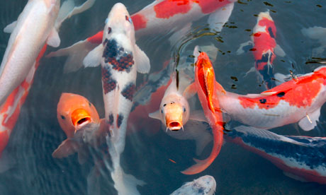 Exotic goldfish at the Wynn in Las Vegas