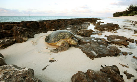 Green turtle, Heron Island