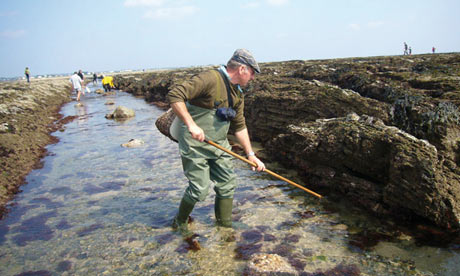 Warm the cockles … the hunt for Cockling in Barneville-Carteret