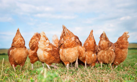Talking chickens: choosing a house | Life and style | The Guardian