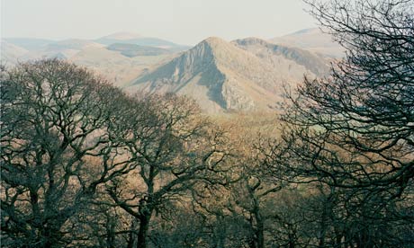 Coed Ysgubor Wen