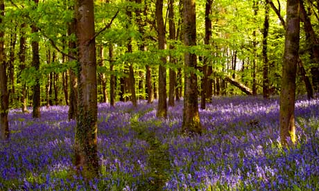 Irish Spring Flowers