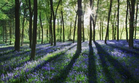 bluebells micheldever