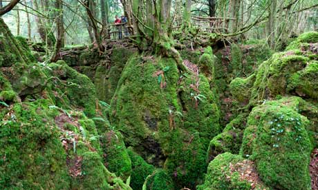 The 10 best woods and forests for history | Travel | The Guardian