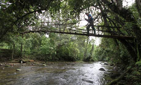 guide Rom Whitaker crosses a bamboo bridge