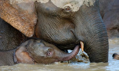 Borneo pygmy elephants