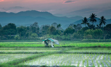 Field of dreams … rice paddies near Chiang Mai