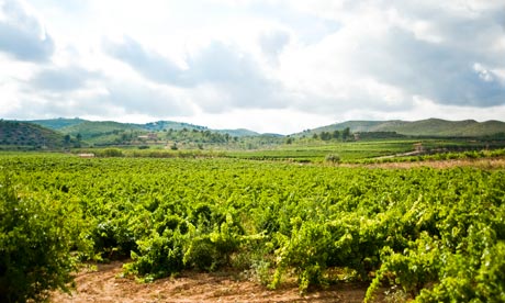 El Penedès region in Catalonia