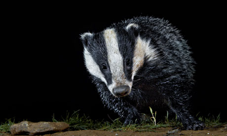Catch me if you can … badgers are the centre of attention