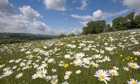 Oxe eye daisies at Aldbury Nowers in Hertfordshire