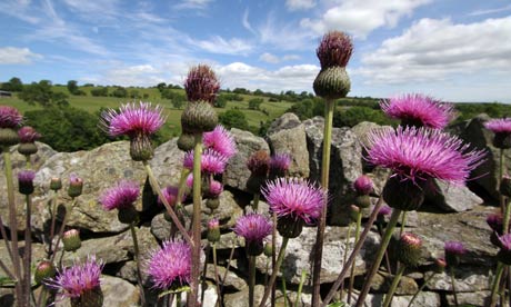 knapweed in upper teesdale