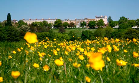 Buttercups in Petersham Meadows in front of Richmond Terrace, Richmond Hill