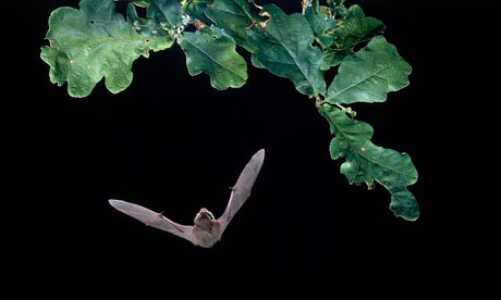 Pipistrelle Bat in Flight