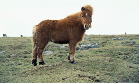 Brown pony in English moorland