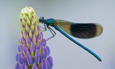 Banded Demoiselle (Calopteryx splendens)