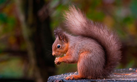 Red squirrel