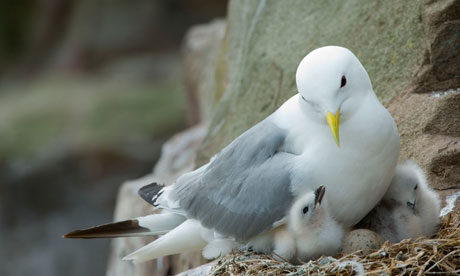 Kittiwake on cliff face, Farne Islands, Northumberland coast