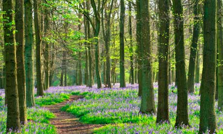 Dockey Wood, Hertfordshire