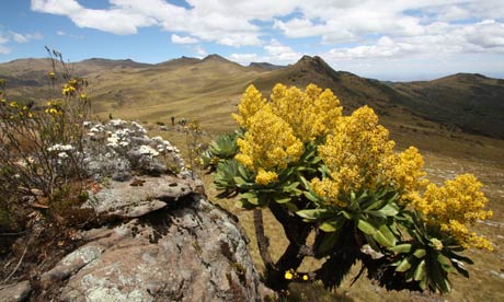 Flower power … a giant groundsel in the Aberdares range, Kenya