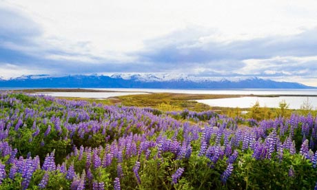 Purple patch … a field of lupines at Husavik, Iceland