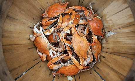 Steamed crabs, Chesapeake Bay, Maryland