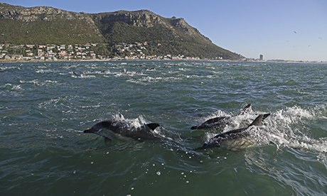 false bay dolphins