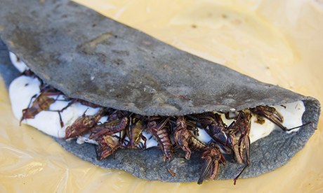Toasted grasshoppers in Mexico