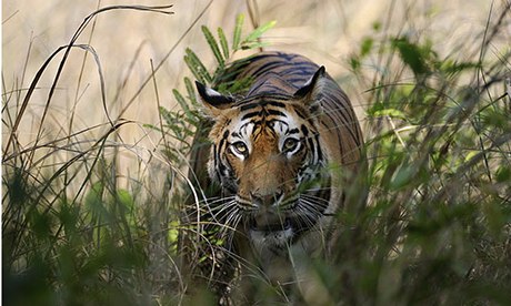Bengal tigress in Bandhavgarh Tiger Reserve, India