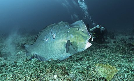 Diver and parrotfish, Gili Trawangan Indonesia.