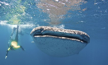 Swimming with a whale shark in Mozambique