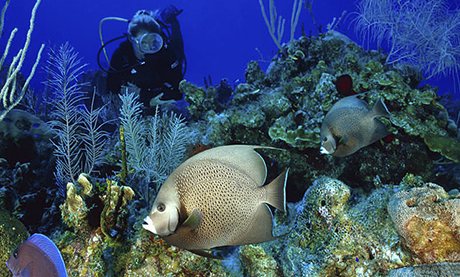 A colourful coral reef in the Cayman Islands