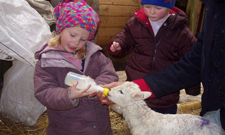 Lambing at Easter at Nannerth Farm, Wales