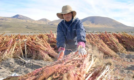 Quinoa farmer on the banks of the Salar de Uyuni